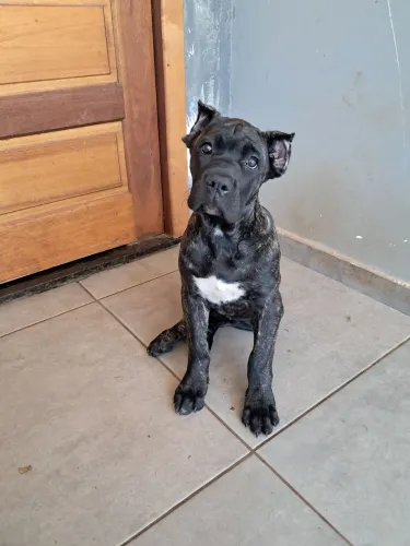 Cane corso femia tigrada