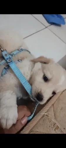 SRD( FILHO DE GOLDEN RETRIEVER 3 MESES) não sabemos a raça da mãe