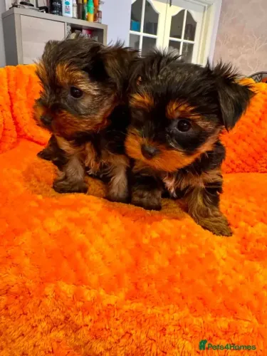 Filhote de cachorro doce e carinhoso Yorkshire/York