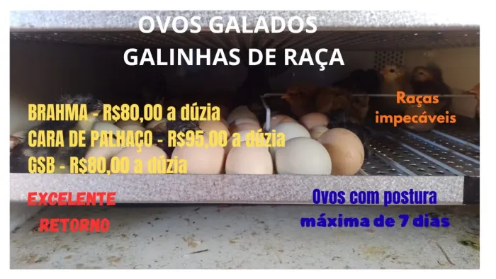 OVOS GALADOS DE GALINHAS DE RAÇA