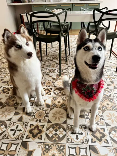 Husky Siberiano