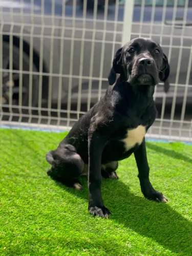 Cane Corso