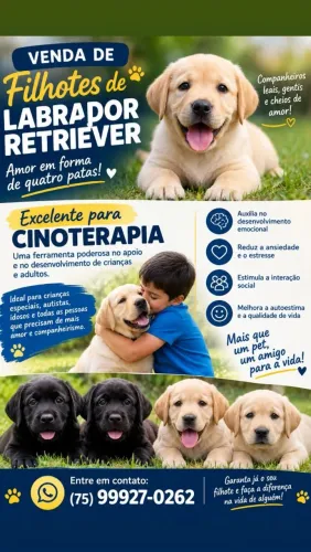 Vendo Filhotes de Labrador Retriever