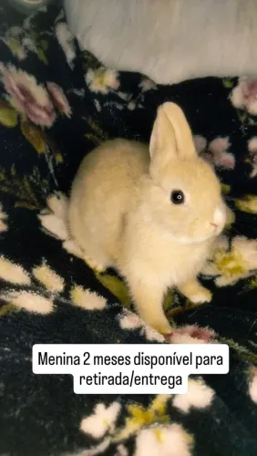 Promoção Fêmea Netherland Dwarf