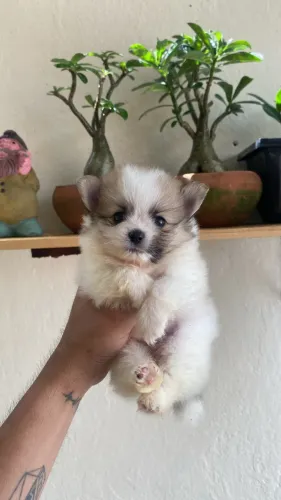 Filhote de Spitz Alemão Anão