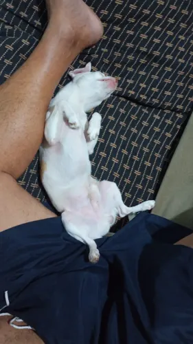 Chihuahua para cuzar