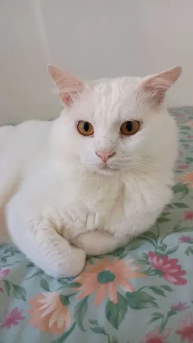 Gato para adoção!