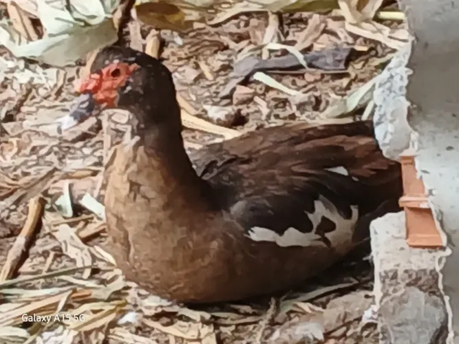 Galinhas e patos