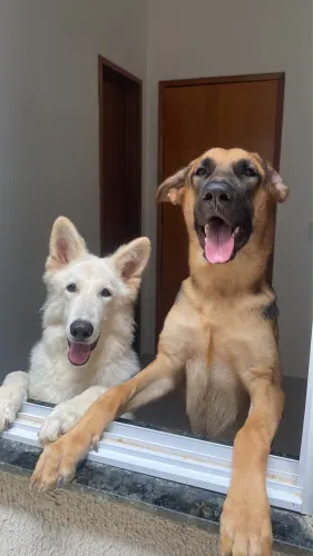 DOU DOIS CACHORROS PASTOR ALEMÃO, SÓ DOOU SE FICAR COM OS DOIS !