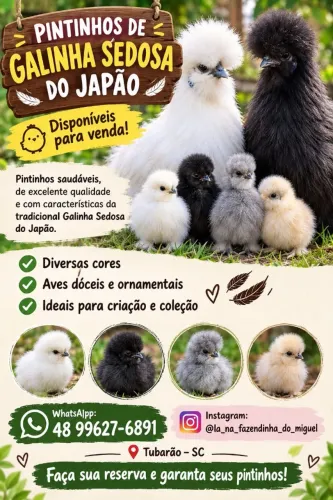 Pintinhos de galinha sedosa