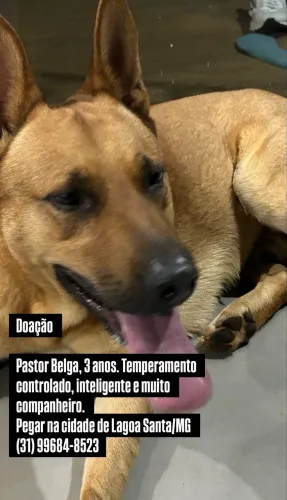 Doação lindo pastor alemão