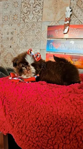 Shihtzu femea chocolate perfeita disponível pronta entrega