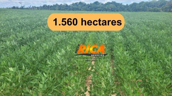 Excelente Fazenda no Município de Nova Mamoré - RO