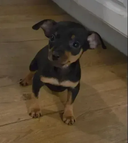 pinscher lindos 