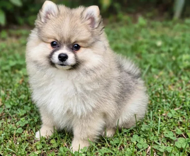 Spitz alemão FÊMEA COM PEDIGREE