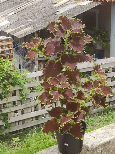 Planta Coleus com Folhas Vermelhas e Verdes