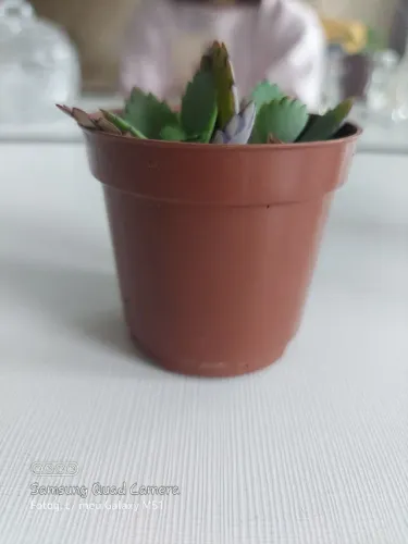 Mini Vaso Suculenta Cactos Terracota - Tamanho 6 - 30 Unid