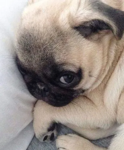 Pug filhote para com traços adoráveis ?