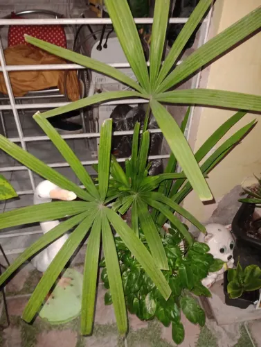 Linda planta para decorar seu jardim!