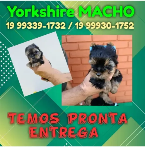 Yorkshire Macho - Desconto Imperdível Só Neste Fim de Semana!
