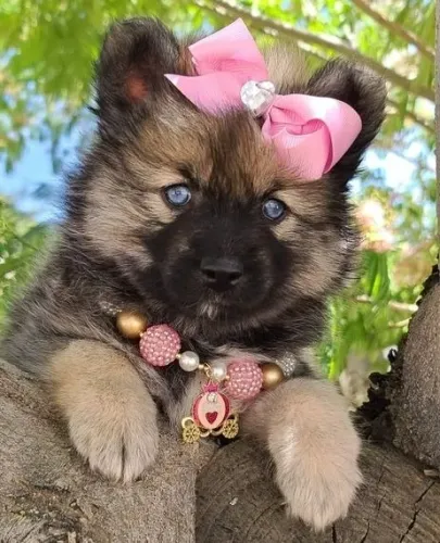 O Charme Exótico do Pomsky