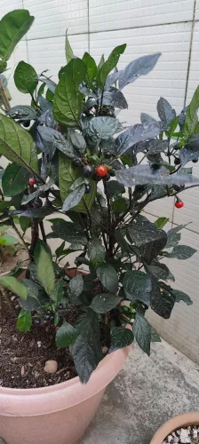 Sementes de Pimenta Pérola Negra 