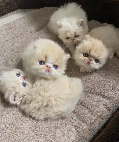 Lindos Persas Himalaios - Carinho e Elegância em Cada Olhar