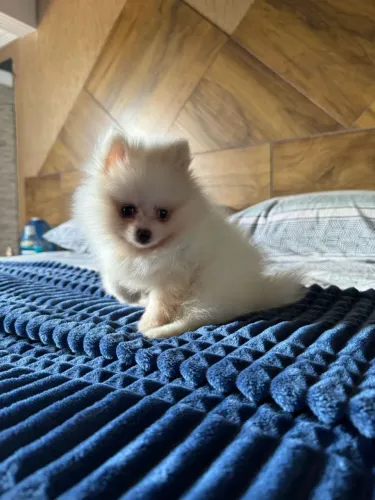 Lulu da Pomerânia fofo 