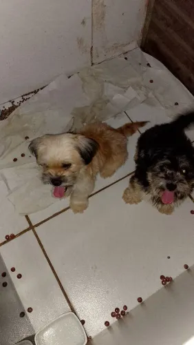 Doação de Shitzu casal