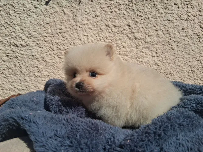 Spitz alemão anão