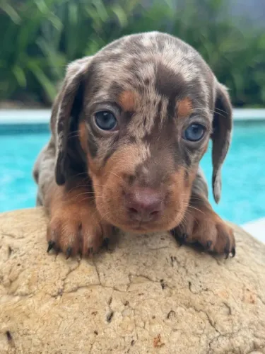 Linguicinha Dachshund Arlequim choco 