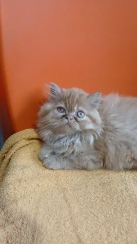 Belíssimo gatinhos Persas red machos top c/Pedigree  exames  fiv e felv vacinados 