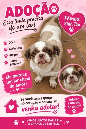 Doação femea de Shih tzu