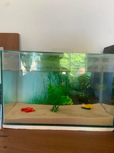 Aquario de vidro 9 litros