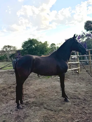 Egua mangalarga marchador