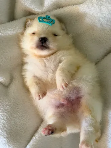 VENDO LINDO SPITZ ALEMÃO MACHO ANÃO