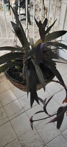 Vaso de planta