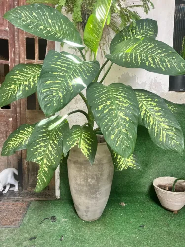 Planta