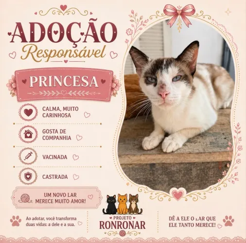 Gata fêmea para adoção 