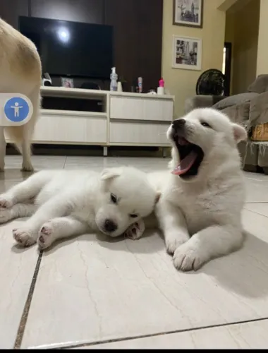 Vendo filhotes de Huskin Siberiano lindos