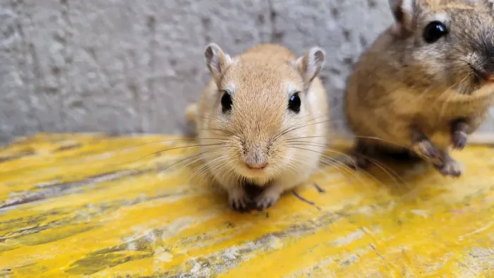 Dupla de Gerbil Macho Adulto