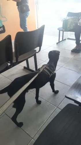 Doação de cachorro