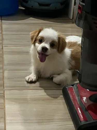 Cachorro 