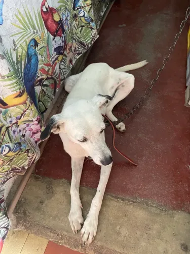 Cachorro pra doação