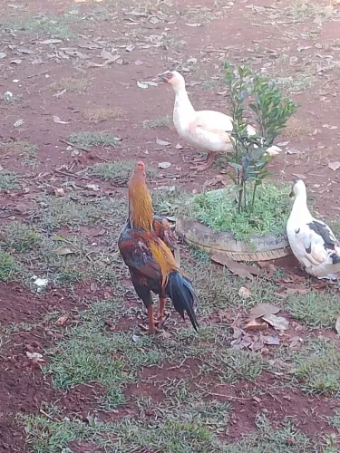 Galo Índio