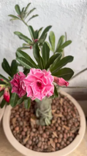 flor do deserto kit 5 plantas conforme a foto