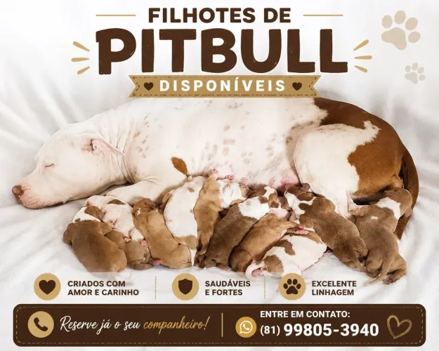 Filhote de Pitbull 