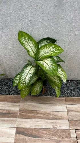 Planta: Comigo Ninguém Pode