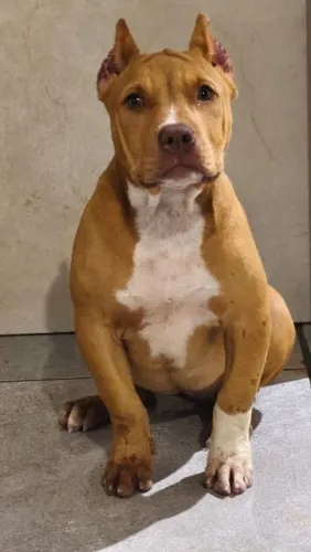Pit Monster 
