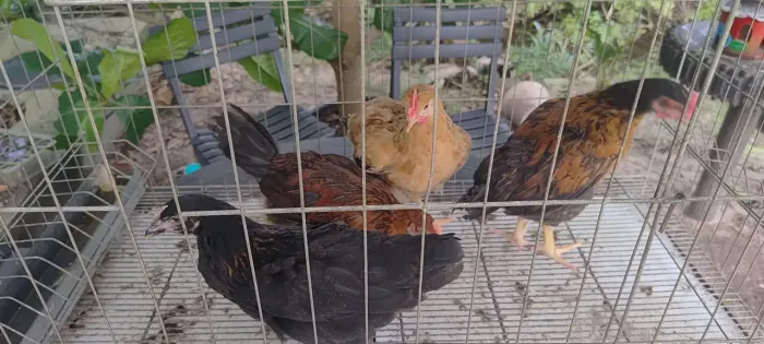Lote 4 frangas $200